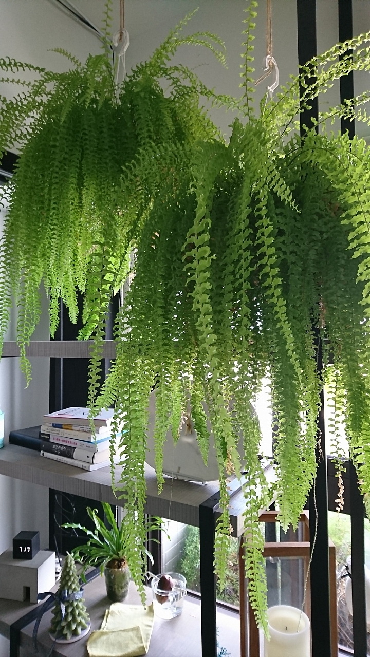 公寓‧植栽