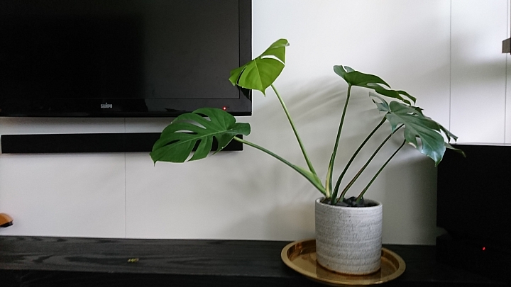 公寓‧植栽