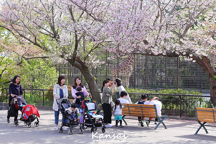 [6D | 遊記] 關西親子賞櫻行程 | 櫻花、夜景、動物園，闔家歡樂一次滿足