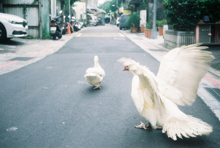 [Ricoh 35EFS]花蓮，台北[Kodak 200]