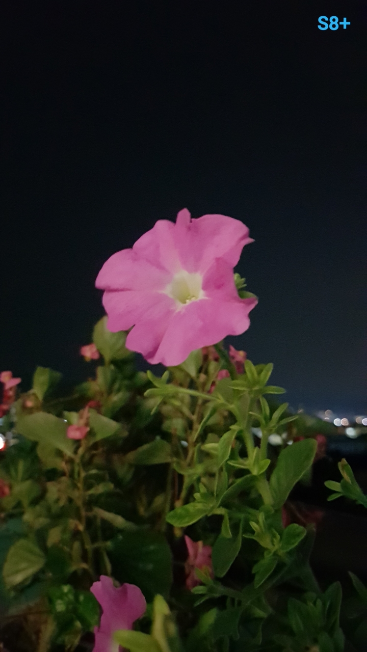 獵戶座S8+可用之Google Camera
