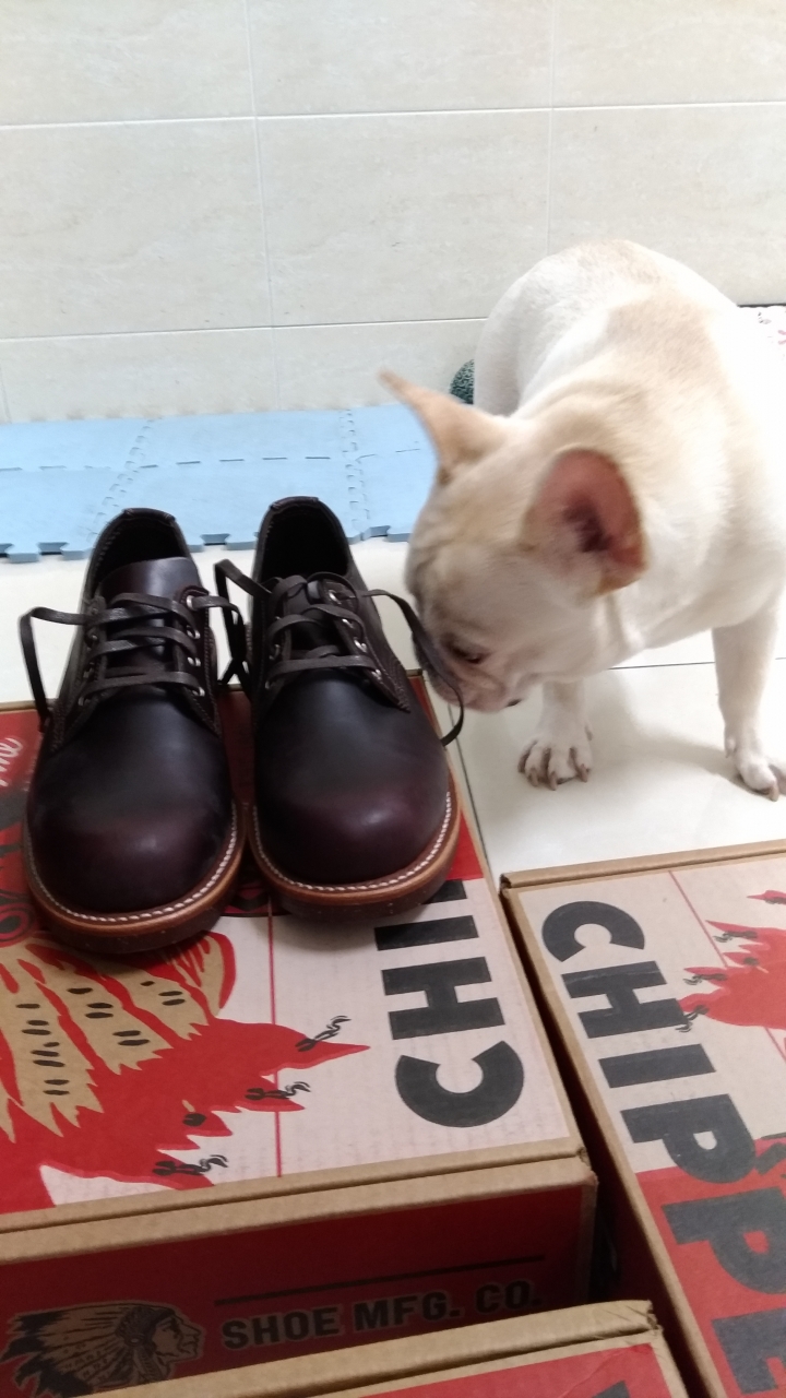 Chippewa 開箱!