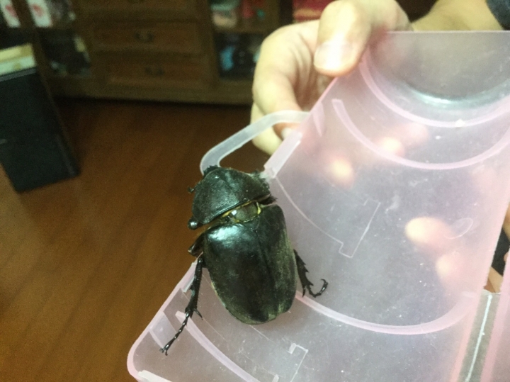 請問這是什麼昆蟲~~~~
