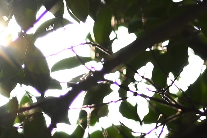 Zeiss Otus 1.4/100 傲視同級｜望遠鏡頭新標竿！