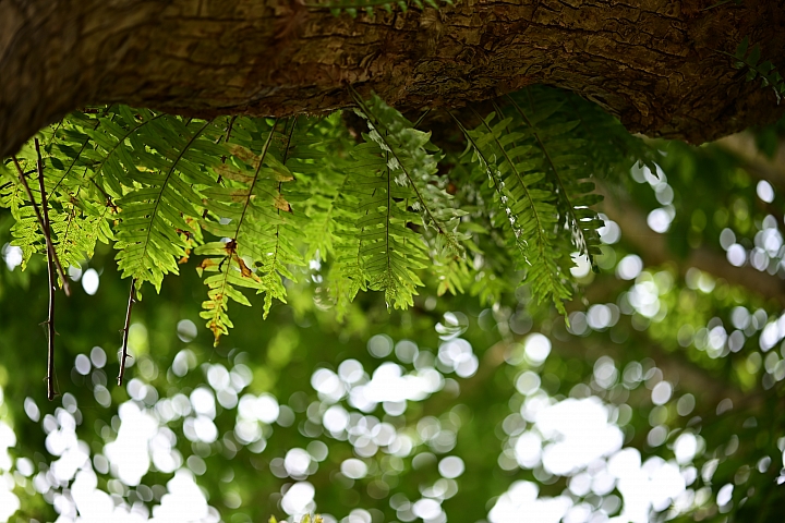 Zeiss Otus 1.4/100 傲視同級｜望遠鏡頭新標竿！
