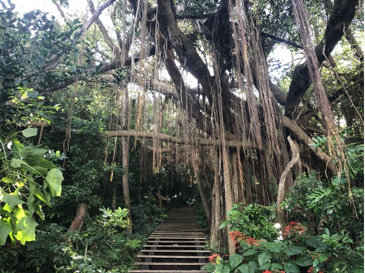 親近高雄大自然,南北壽山縱走(南北柴山)散步行,路線分享!