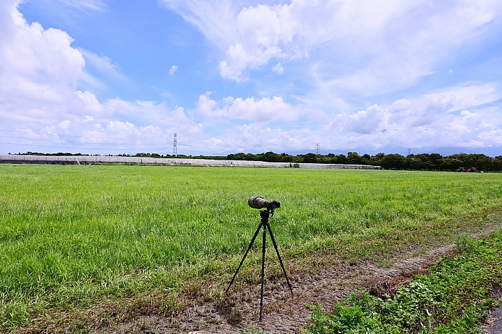 Z7/Z6燕子、燕鴴、牧草捲，還有黃頭鷺和毛毛蟲。