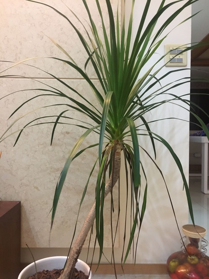 關於龍血樹葉子枯萎