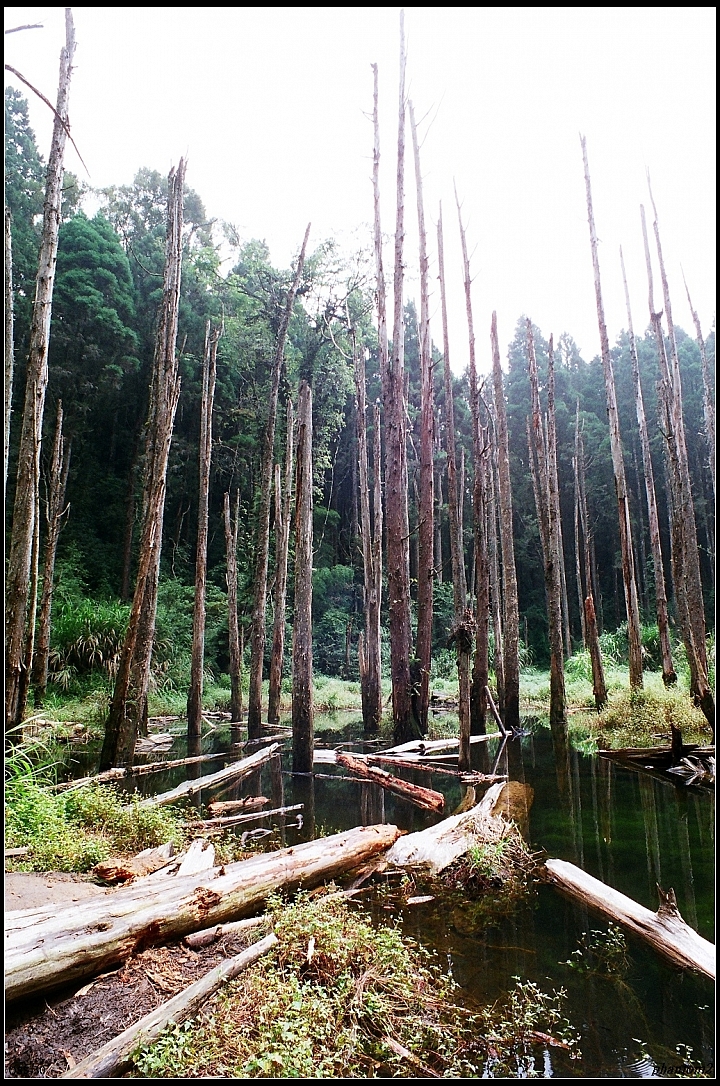 迷霧森林2010