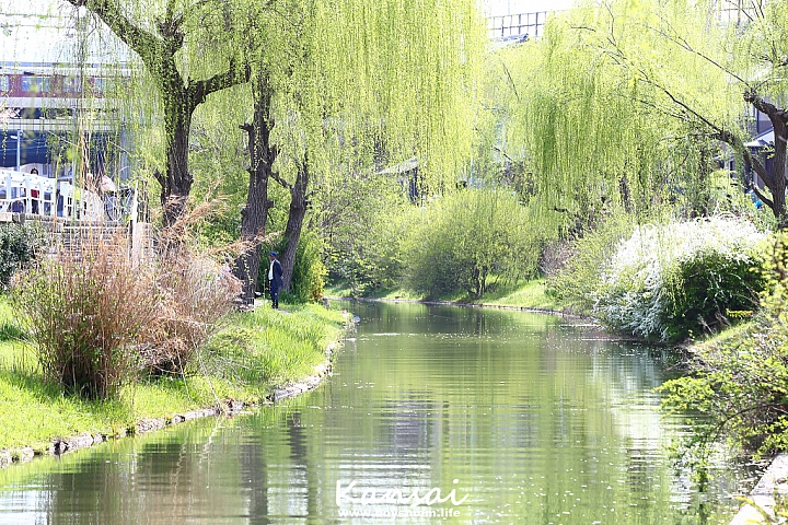 [6D | 遊記] 關西親子賞櫻行程 | 櫻花、夜景、動物園，闔家歡樂一次滿足