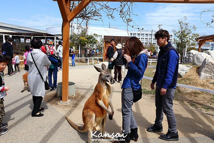 [6D | 遊記] 關西親子賞櫻行程 | 櫻花、夜景、動物園，闔家歡樂一次滿足