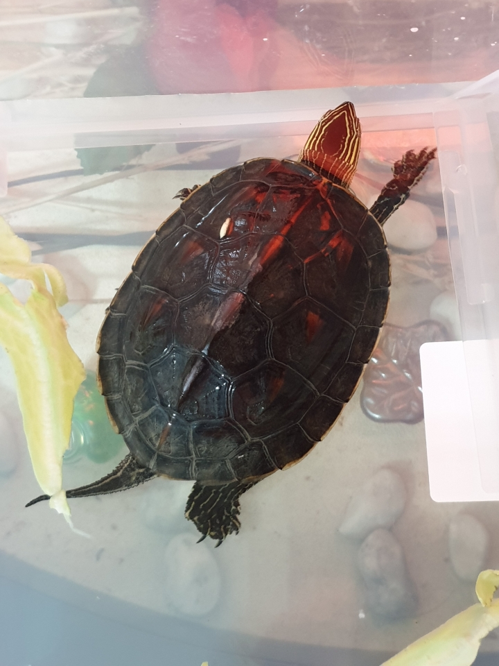 有人要認養斑龜嗎？（高雄）
