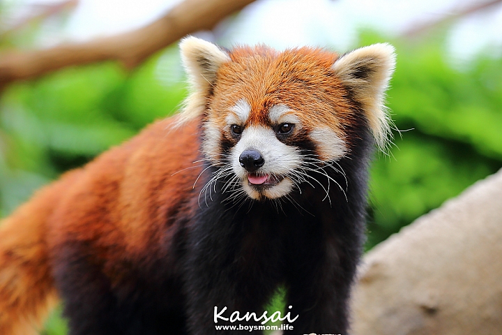 [6D | 遊記] 關西親子賞櫻行程 | 櫻花、夜景、動物園，闔家歡樂一次滿足