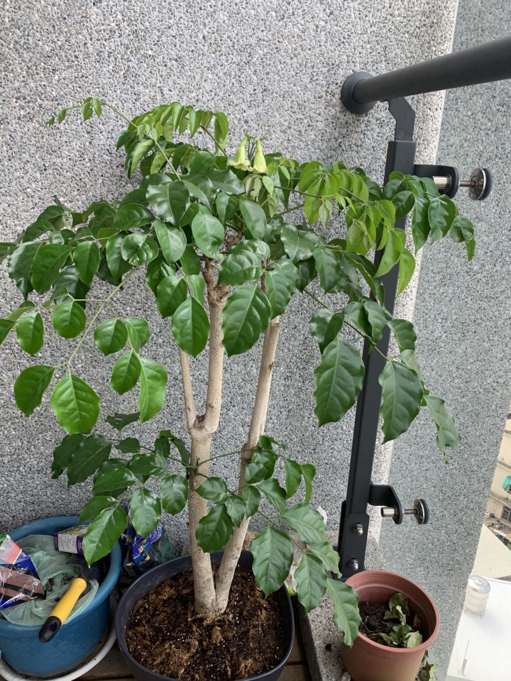 盆樹開花了