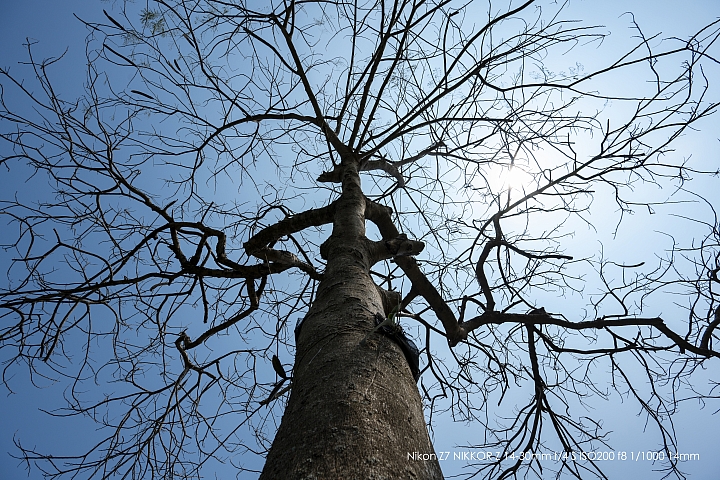 Nikon Z 14-30mm f/4 S 深度評測（圖多）