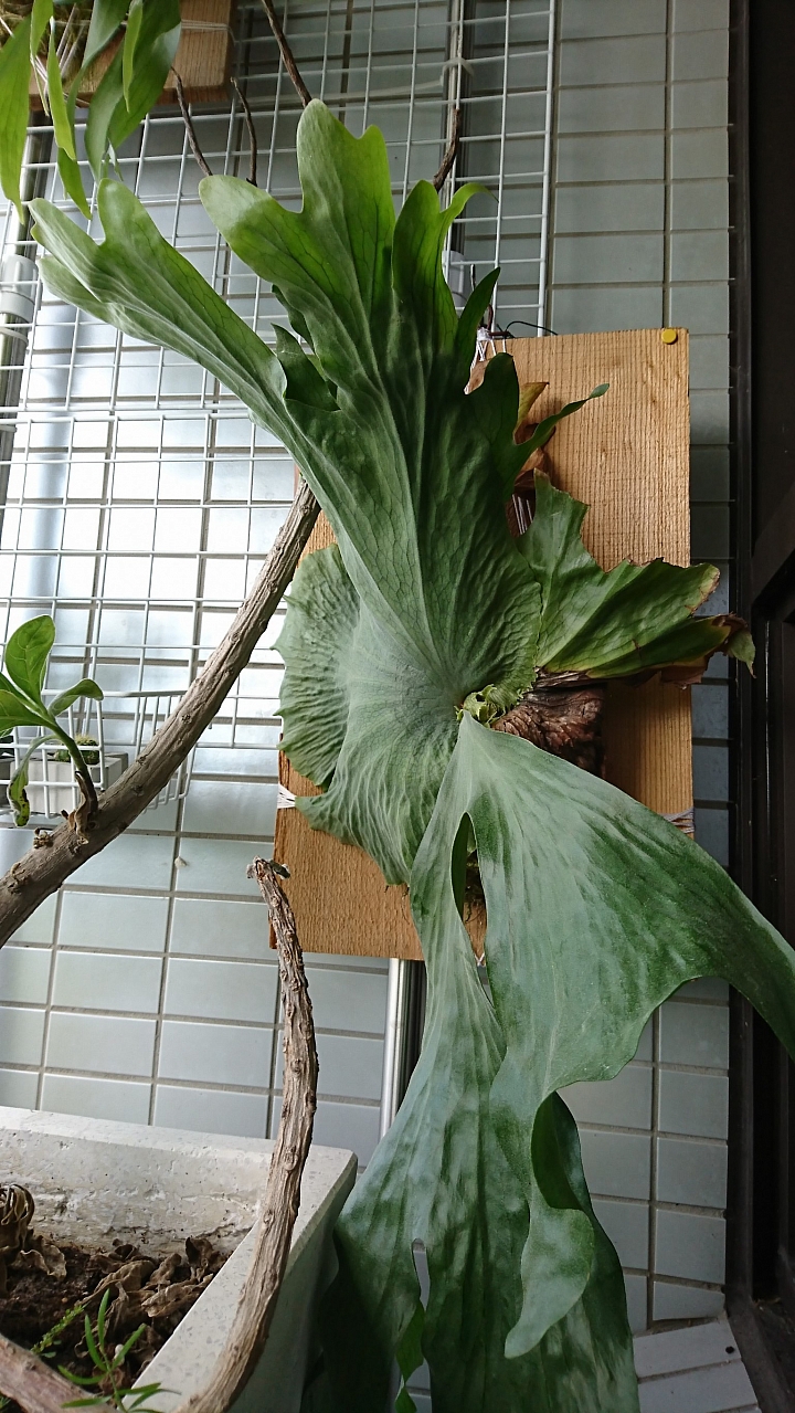 公寓‧植栽