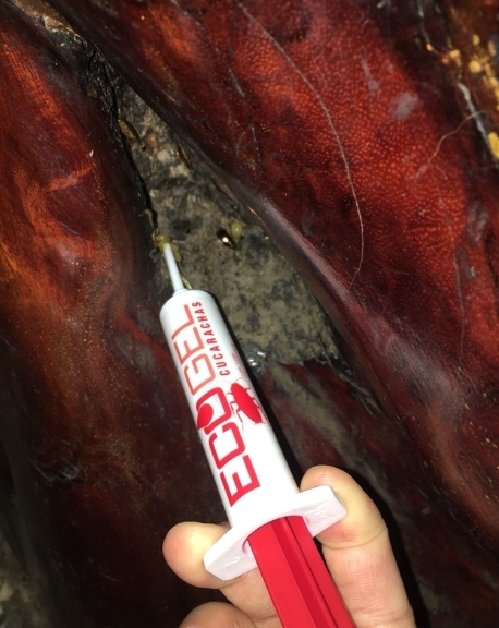 分享最近買的蟑螂藥 易克捷