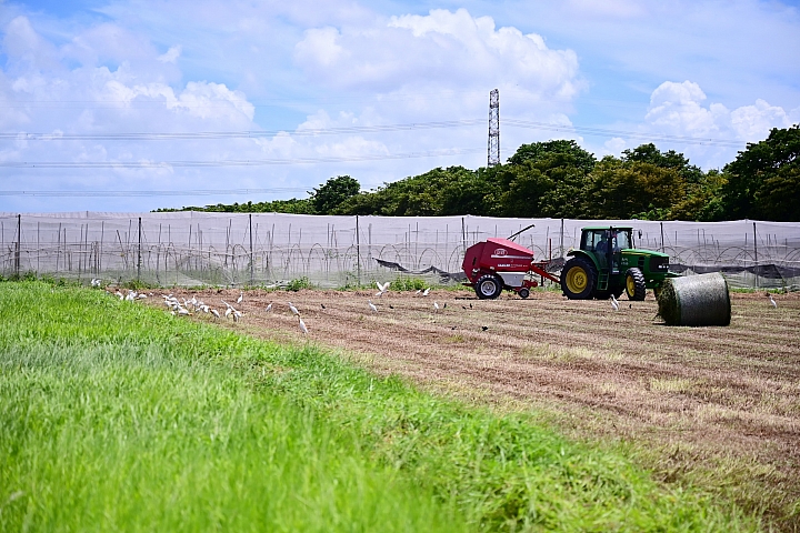 Z7/Z6燕子、燕鴴、牧草捲，還有黃頭鷺和毛毛蟲。