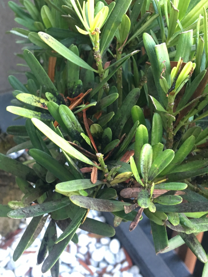 羅漢松染病，該怎麼處理