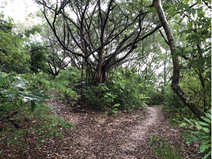 親近高雄大自然,南北壽山縱走(南北柴山)散步行,路線分享!