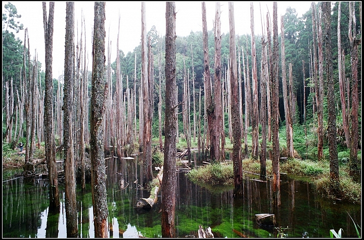 迷霧森林2010