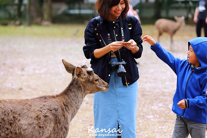 [6D | 遊記] 關西親子賞櫻行程 | 櫻花、夜景、動物園，闔家歡樂一次滿足