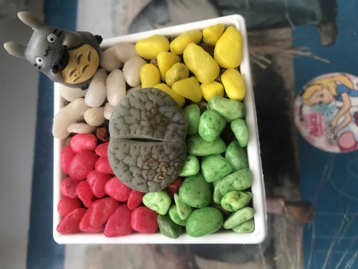 生石花