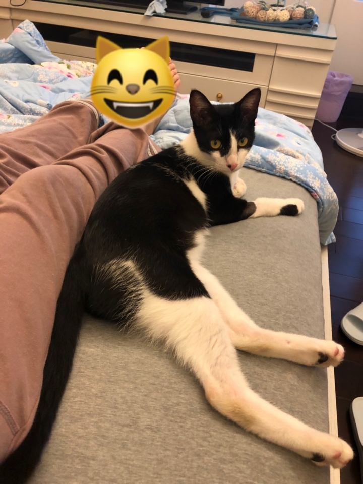 可愛貓咪認養