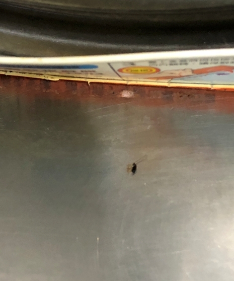 分享最近買的蟑螂藥 易克捷