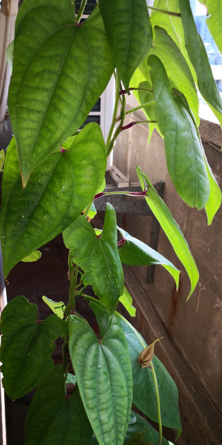 請問這是甚麼植物