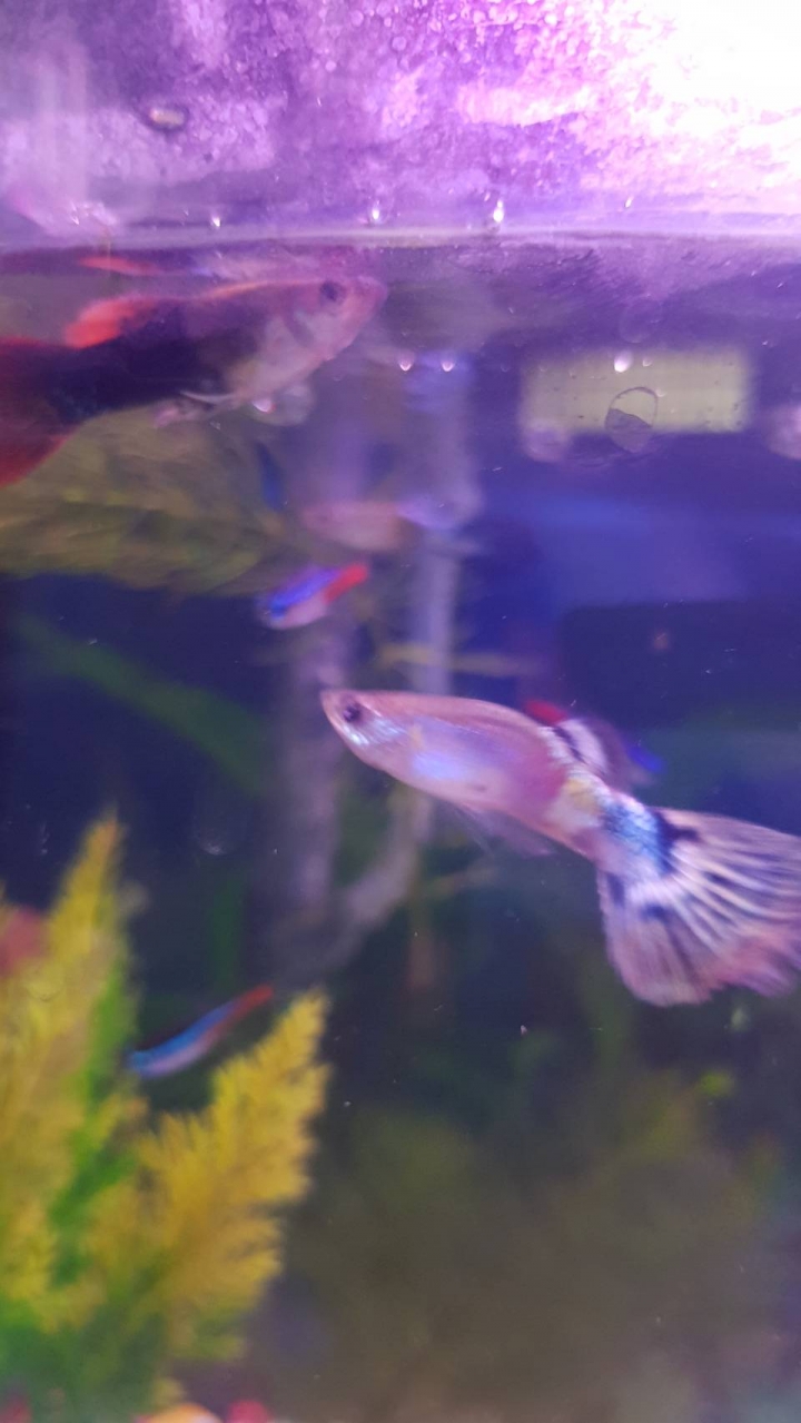 請問我家的孔雀魚為何變三色了??