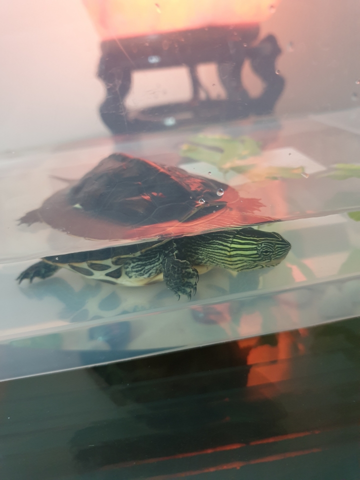 有人要認養斑龜嗎？（高雄）