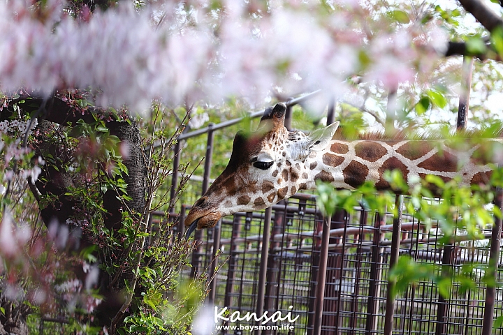 [6D | 遊記] 關西親子賞櫻行程 | 櫻花、夜景、動物園，闔家歡樂一次滿足