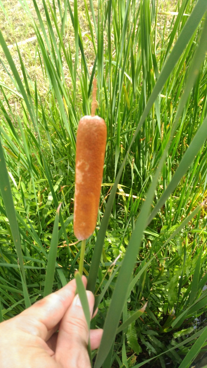 長得像稻子，頂尖的地方有一根像熱狗的植物叫甚麼名子?(有圖)