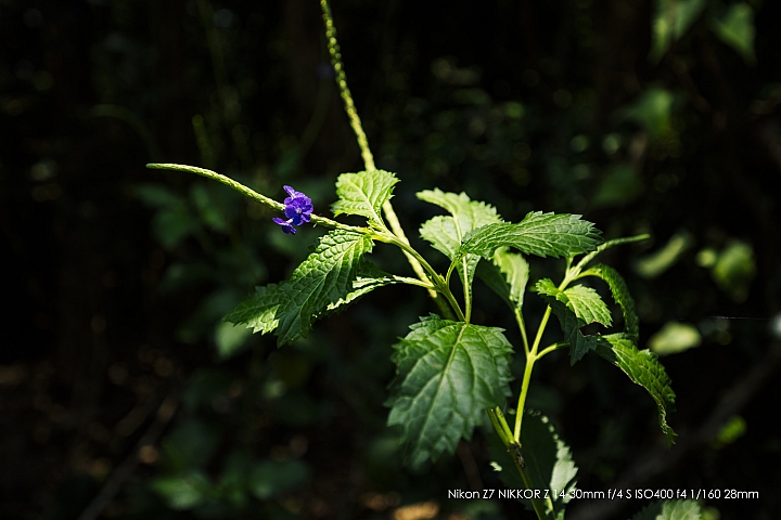 Nikon Z 14-30mm f/4 S 深度評測（圖多）