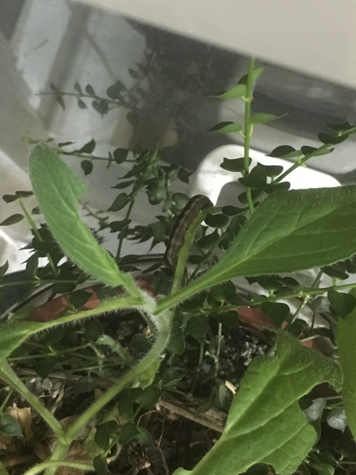 這是什麼毛毛蟲?