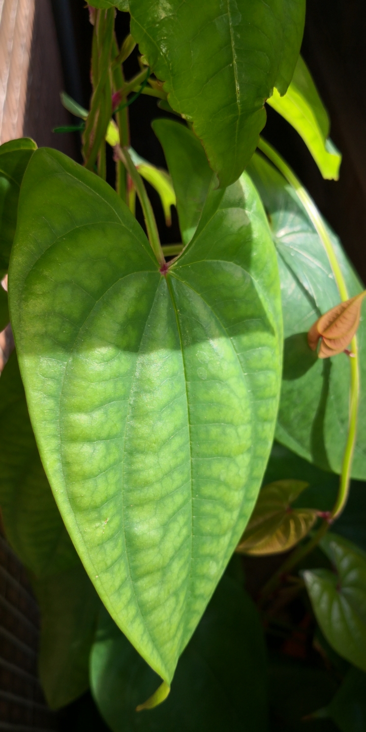 請問這是甚麼植物