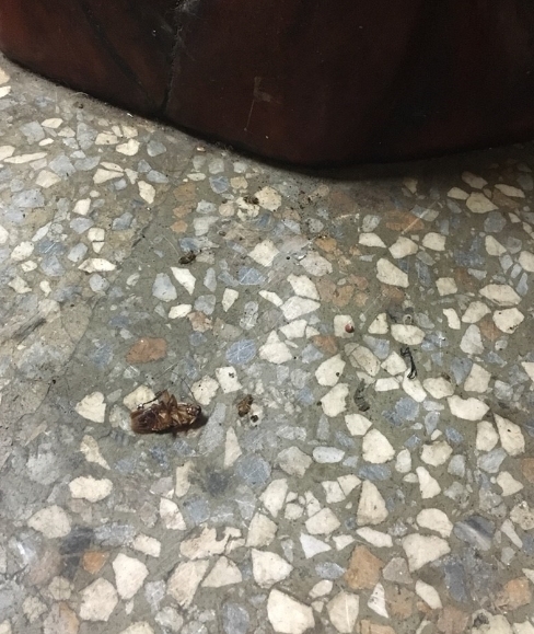 分享最近買的蟑螂藥 易克捷