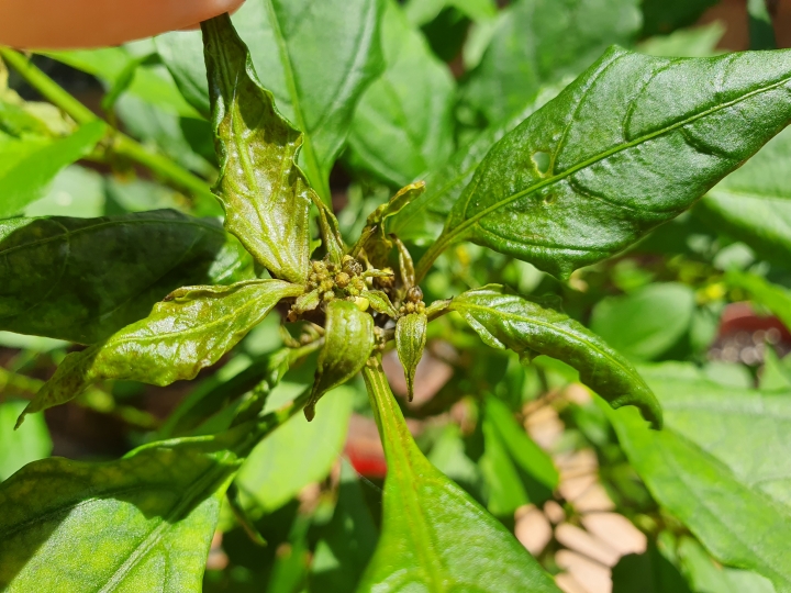請問辣椒新芽這症狀是被薊馬所害嗎?