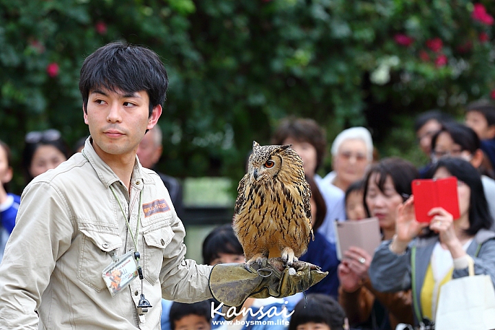 [6D | 遊記] 關西親子賞櫻行程 | 櫻花、夜景、動物園，闔家歡樂一次滿足