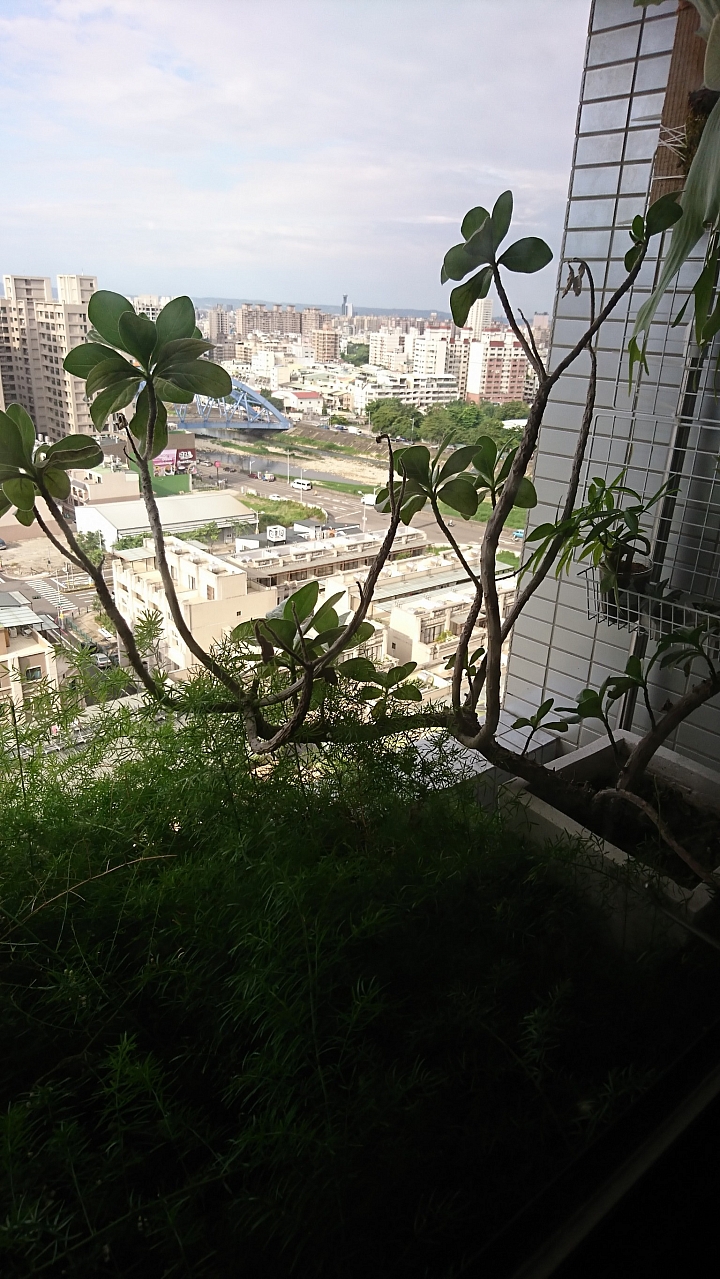公寓‧植栽