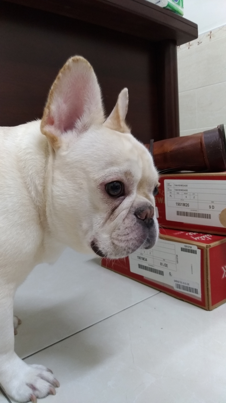 Chippewa 開箱!