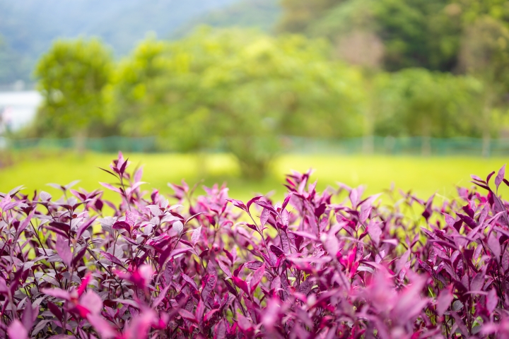[開箱] Canon EOS R + Canon RF 50mm f1.2