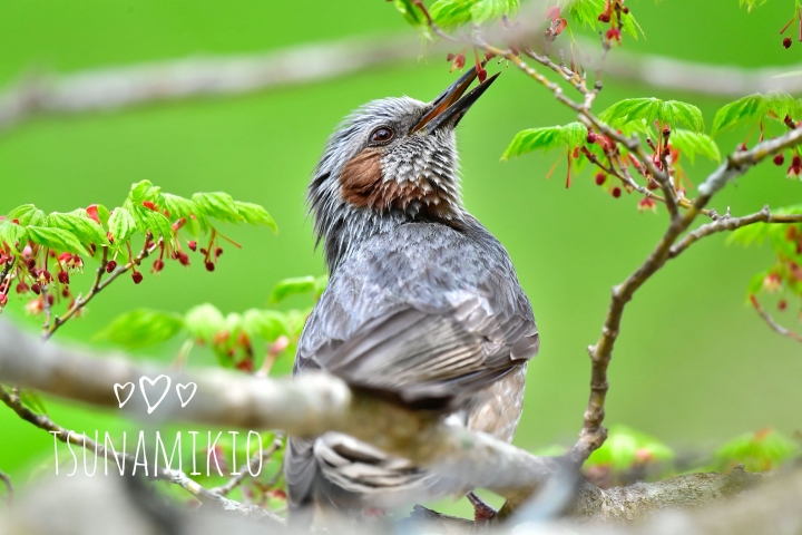 嗷嗷 大玩具尼康 800mm f5.6 （AF-S 800mm F5.6 E FL ED VR）