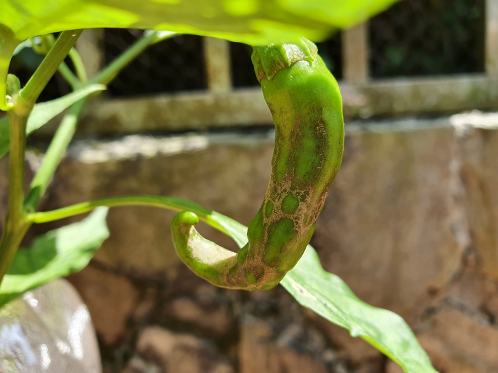 請問辣椒新芽這症狀是被薊馬所害嗎?