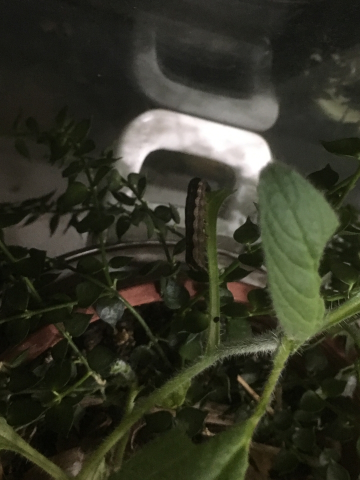 這是什麼毛毛蟲?