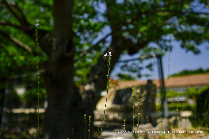 Nikon Z 14-30mm f/4 S 深度評測（圖多）