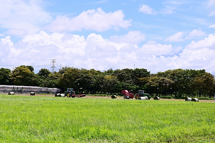 Z7/Z6燕子、燕鴴、牧草捲，還有黃頭鷺和毛毛蟲。