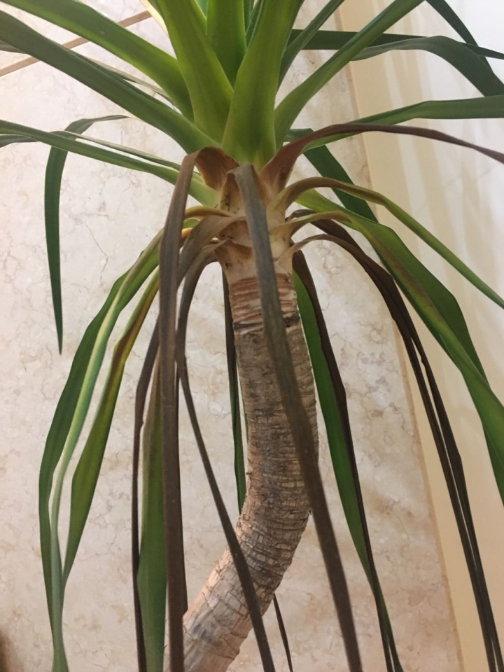 關於龍血樹葉子枯萎