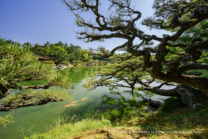 Nikon Z 14-30mm f/4 S 深度評測（圖多）